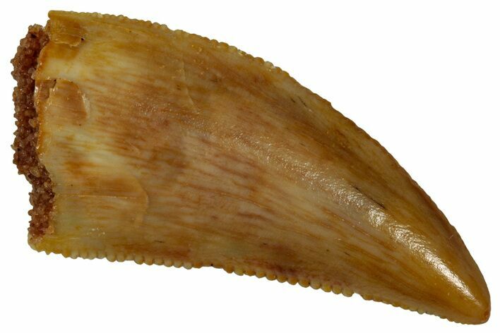 Serrated Raptor Tooth - Real Dinosaur Tooth #353365